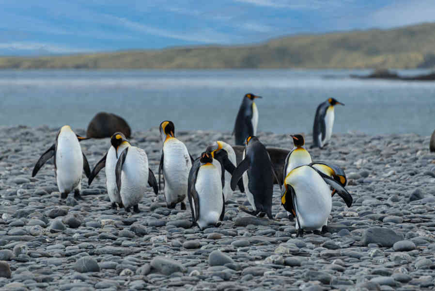 Pingüino Rey - islas Georgias del Sur 061.jpg